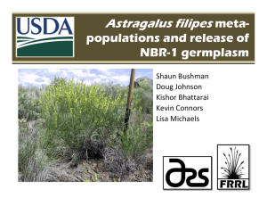 Astragalus filipes meta- populations and release of NBR-1 germplasm