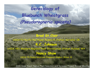 (Pseudorogneria spicata) Genecology of Bluebunch Wheatgrass