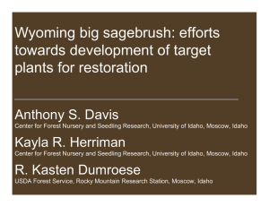 Wyoming big sagebrush: efforts towards development of target plants for restoration