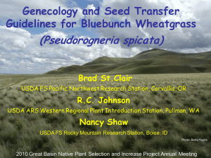 (Pseudorogneria spicata) Genecology and Seed Transfer Guidelines for Bluebunch Wheatgrass Brad St.Clair