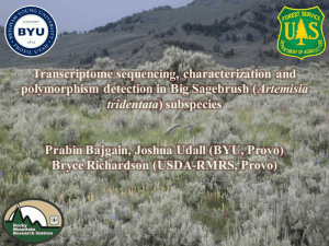Transcriptome sequencing, characterization  and Artemisia Prabin Bajgain, Joshua Udall (BYU, Provo)