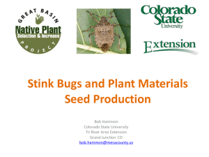 Stink Bugs and Plant Materials Seed Production Bob Hammon Colorado State University