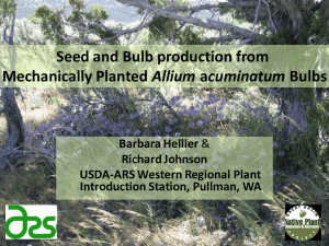 Seed and Bulb production from Allium Barbara Hellier Richard Johnson