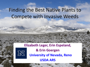 Finding the Best Native Plants to Compete with Invasive Weeds