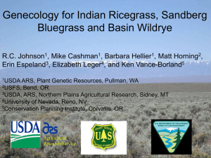 Genecology for Indian Ricegrass, Sandberg Bluegrass and Basin Wildrye
