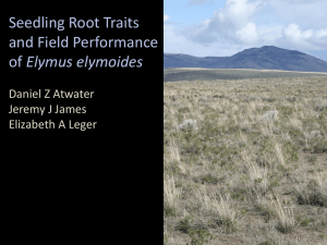 Seedling Root Traits and Field Performance Elymus elymoides