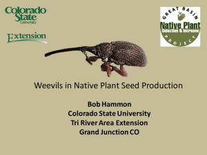 Weevils in Native Plant Seed Production Bob Hammon Colorado State University