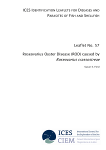 Roseovarius crassostreae ICES I L