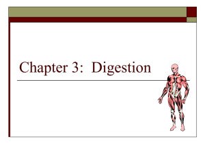 Chapter 3:  Digestion