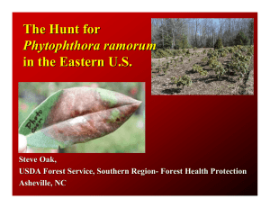 The Hunt for in the Eastern U.S. Phytophthora ramorum Steve Oak,
