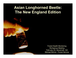` Asian Longhorned Beetle: Th N E