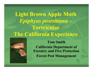 Li ht B A l M th Light Brown Apple Moth