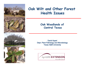 Oak Wilt and Other Forest Health Issues Oak Woodlands of Central Texas