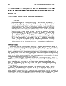 Examination of Virulence genes in Nasal Isolates and Community- Staphylococcus aureus