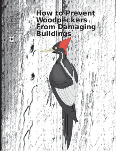 How to Prevent Woodpeckers From Damaging Buildings
