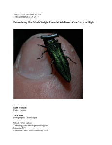 Determining How Much Weight Emerald Ash Borers Can Carry in...