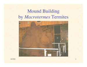 Mound Building Macrotermes 9/17/03 1