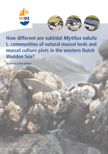 Mytilus edulis L. communities of natural mussel beds and Wadden Sea?