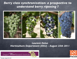 Berry class synchronization: a prospective to understand berry ripening ? Laurent Deluc