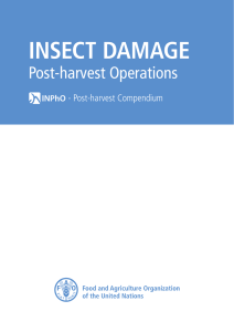 INSECT DAMAGE Post-harvest Operations  - Post-harvest Compendium