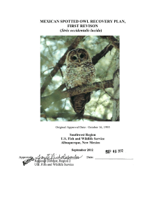 MEXICAN SPOTTED OWL RECOVERY PLAN, FIRST REVISON Strix occidentalis lucida