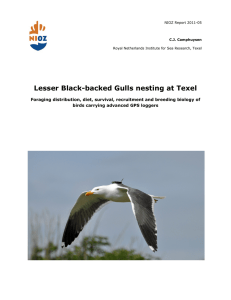 Lesser Black-backed Gulls nesting at Texel