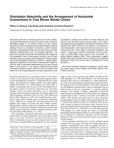 Orientation Selectivity and the Arrangement of Horizontal