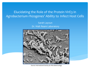 Elucidating the Role of the Protein VirE3 in Agrobacterium rhizogenes’ Sarah Layoun