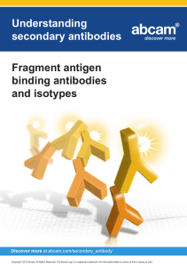 Understanding secondary antibodies Fragment antigen binding antibodies