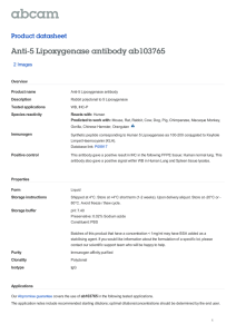 Anti-5 Lipoxygenase antibody ab103765 Product datasheet 2 Images