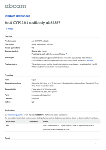 Anti-CYP11A1 antibody ab86357 Product datasheet 1 Image