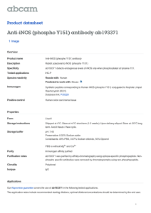 Anti-iNOS (phospho Y151) antibody ab193371 Product datasheet 1 Image Overview