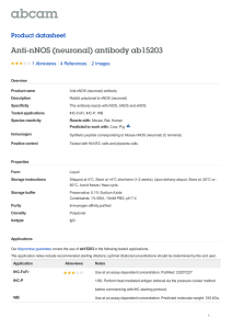 Anti-nNOS (neuronal) antibody ab15203 Product datasheet 1 Abreviews 2 Images