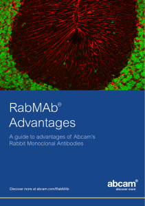 RabMAb Advantages A guide to advantages of Abcam’s Rabbit Monoclonal Antibodies