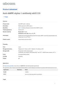 Anti-AMPK alpha 1 antibody ab51133 Product datasheet 1 Image Overview