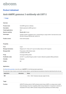 Anti-AMPK gamma 3 antibody ab130711 Product datasheet 1 Image Overview