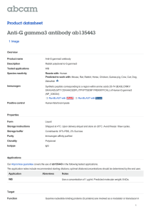 Anti-G gamma3 antibody ab135443 Product datasheet 1 Image