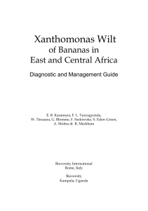 Xanthomonas Wilt of Bananas in East and Central Africa Diagnostic and Management Guide