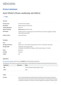Anti-VDAC1/Porin antibody ab150616 Product datasheet 1 Image Overview