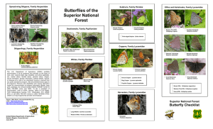Butterflies of the Superior National Forest
