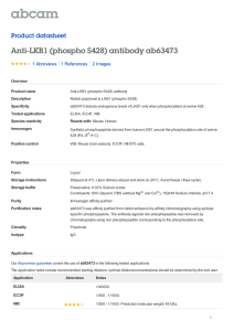 Anti-LKB1 (phospho S428) antibody ab63473 Product datasheet 1 Abreviews 2 Images