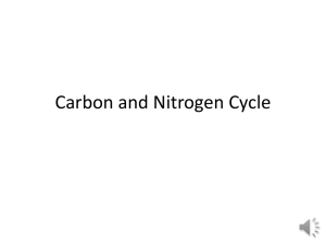 Carbon and Nitrogen Cycle