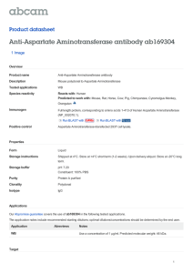 Anti-Aspartate Aminotransferase antibody ab169304 Product datasheet 1 Image