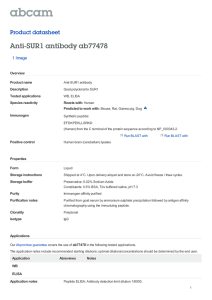 Anti-SUR1 antibody ab77478 Product datasheet 1 Image
