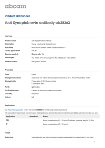 Anti-Synaptobrevin antibody ab28362 Product datasheet Overview Product name