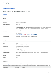 Anti-GAPDH antibody ab157156 Product datasheet 2 Images