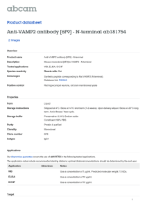 Anti-VAMP2 antibody [6F9] - N-terminal ab181754 Product datasheet 2 Images Overview