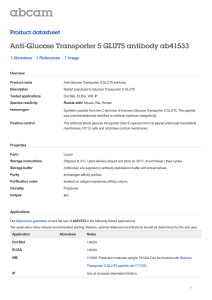 Anti-Glucose Transporter 5 GLUT5 antibody ab41533 Product datasheet 1 Abreviews 1 Image