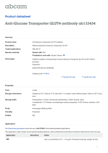 Anti-Glucose Transporter GLUT4 antibody ab133434 Product datasheet