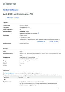 Anti-PCK1 antibody ab61701 Product datasheet 1 References 1 Image
